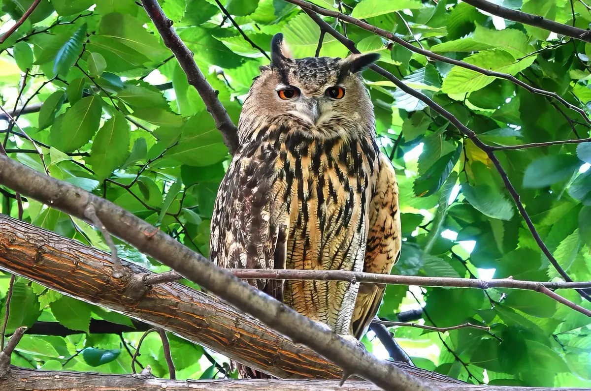 A brown owl perched on a branch in front of a background of green leaves. Its orange eyes are looking at the viewer.