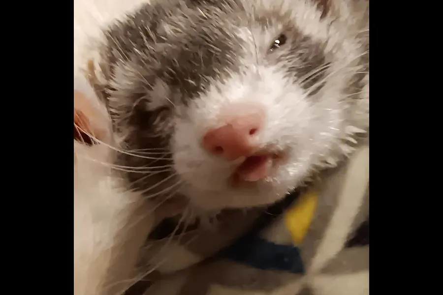 Close-up of a brown and white ferret with its tongue slightly out.